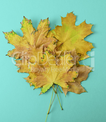 stack of yellow dry maple leaves on turquoise background