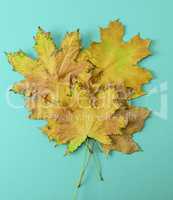 stack of yellow dry maple leaves on turquoise background