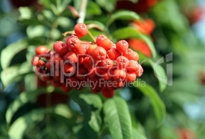 ashberry with leafs