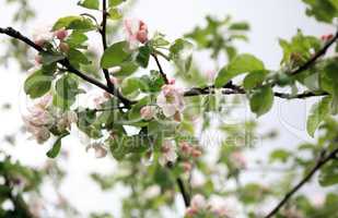 apple flower on tree