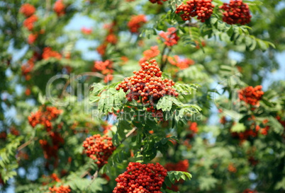 ashberry with leafs