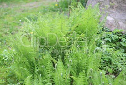 green fern at day