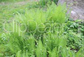 green fern at day