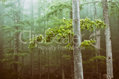 Trees in the forest moved by the wind