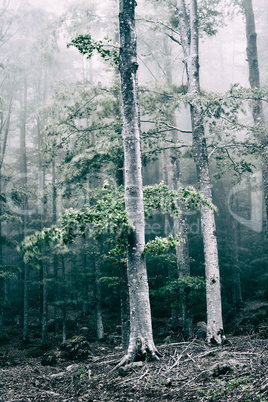 Trees in the forest with fog and wind