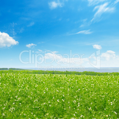 Picturesque green field and blue sky with light clouds.