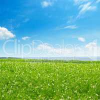 Picturesque green field and blue sky with light clouds.