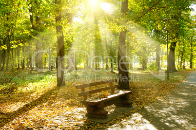 Autumn park with paths and bench. The sun rays illuminate Yellow