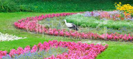 Summer park with beautiful flowers . A stork walks against the b