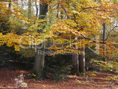 Colourful autumn Colourful autumn