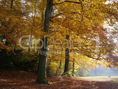 Colours of autumn