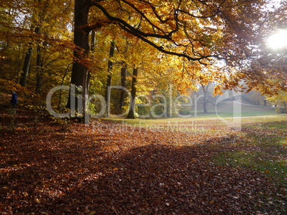 Magic colours of autumn