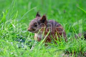 Junges Eichhörnchen