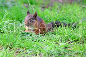 Junges Eichhörnchen