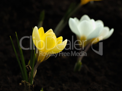 Yellow crocuses on dark blurred abstract background