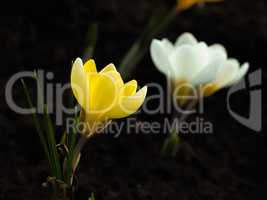 Yellow crocuses on dark blurred abstract background