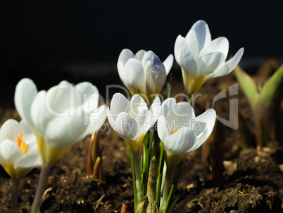 Rose and blossomed the first spring white crocuses
