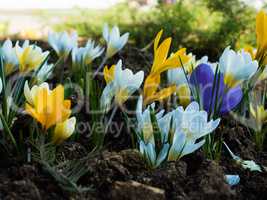 A small clearing on which blossomed colorful spring crocuses