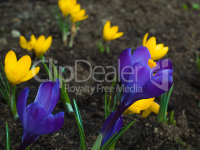 A small clearing on which blossomed colorful spring crocuses