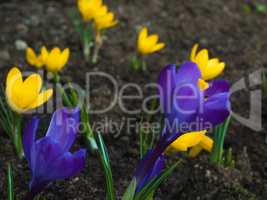 A small clearing on which blossomed colorful spring crocuses
