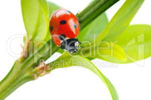red ladybug on a green leaf in the grass isolated on a white bac