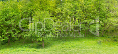 Forest in spring with green trees and bright day. Wide photo .