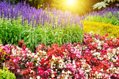 Beautiful background of bright flowers and sun.
