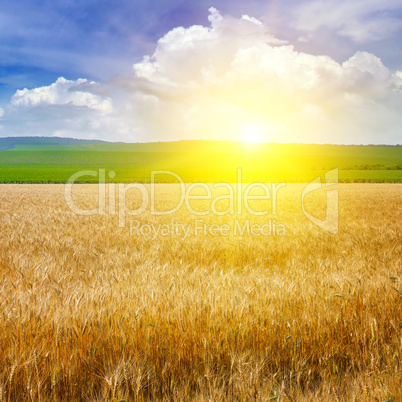 Wheat field and a delightful sunrise.