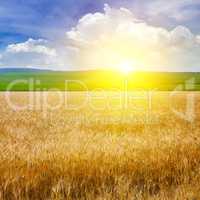 Wheat field and a delightful sunrise.