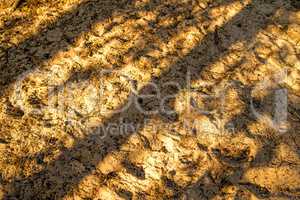 floor of a dune forest with shadows of trees