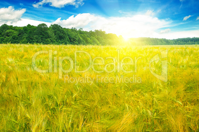 Wheat field and a delightful sunrise.