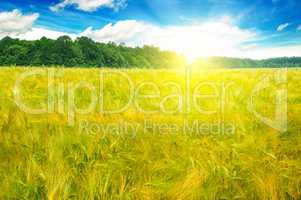 Wheat field and a delightful sunrise.