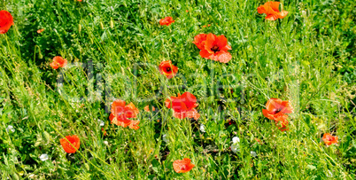 Scarlet poppies against the background of green grass. Focus on