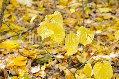 Falling leaves natural background. Shallow depth of field. Focus