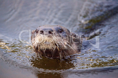 Adult River Otter Lontra canadensis in a pond