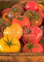 Yellow, green, orange, red tomato produce box