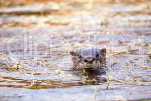 Juvenile River Otter Lontra canadensis in a pond