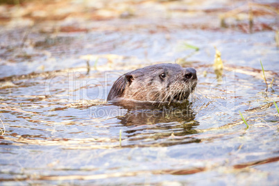 Juvenile River Otter Lontra canadensis in a pond