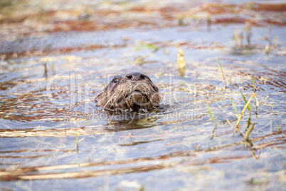 Juvenile River Otter Lontra canadensis in a pond