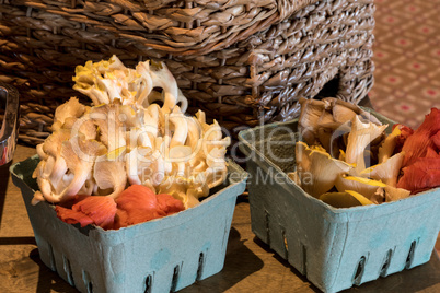 Farm basket container filled with natural mushrooms