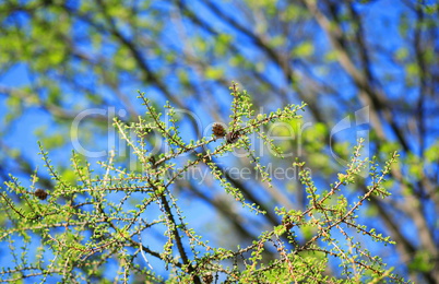 tree at spring