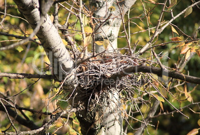 convolute nest on tree