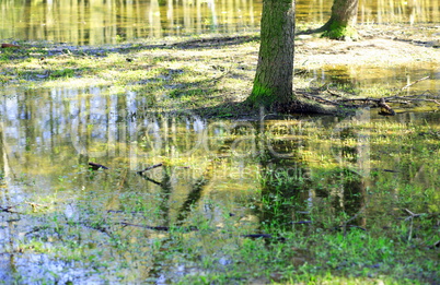 small puddle in city park