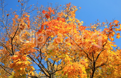 yellow leafs on tree