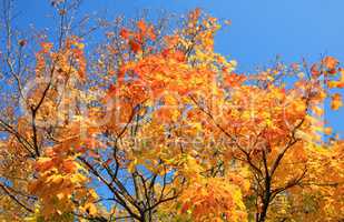 yellow leafs on tree