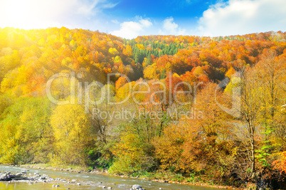 On the slopes of the mountains yellow forest and mountain river.