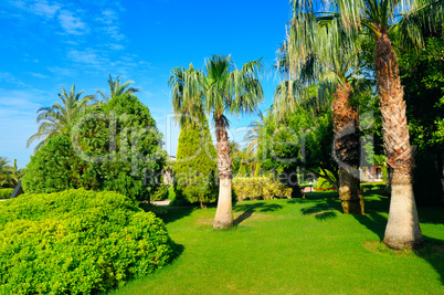 Tropical garden with palm trees and green lawns.