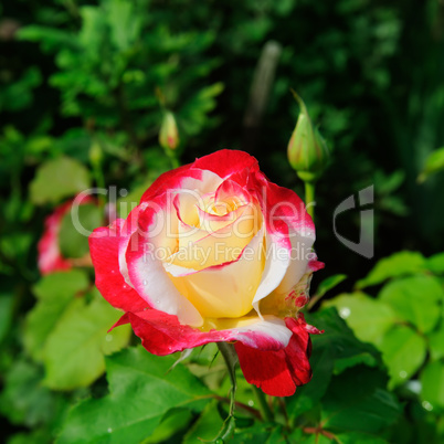 Beautiful roses in summer garden .