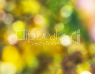 abstract blurred background of yellow flowers