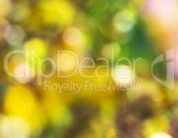 abstract blurred background of yellow flowers